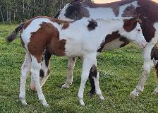 2026 APHA overo colt - Photo 3