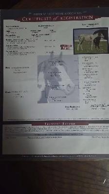 2026 APHA overo colt - Photo 4