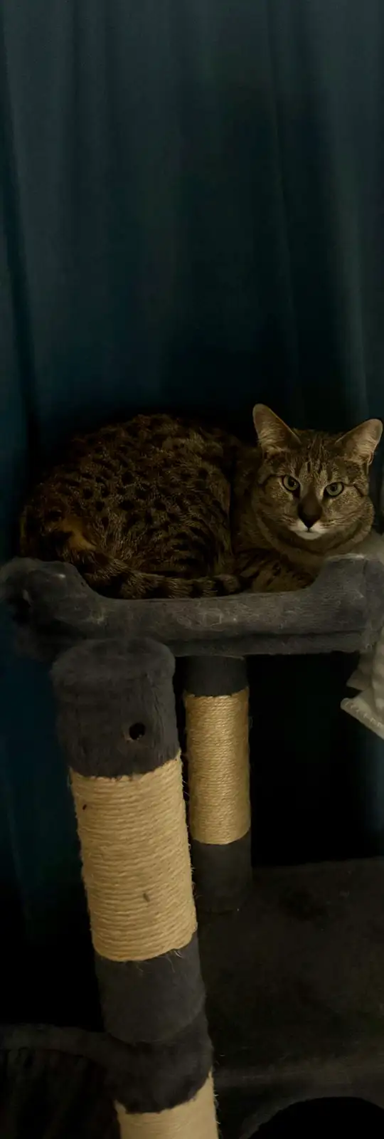 Chatte Savannah F2 à vendre