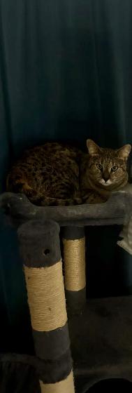 Chatte Savannah F2 à vendre
