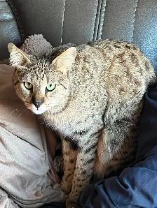 Chatte Savannah F2 à vendre - Photo 8