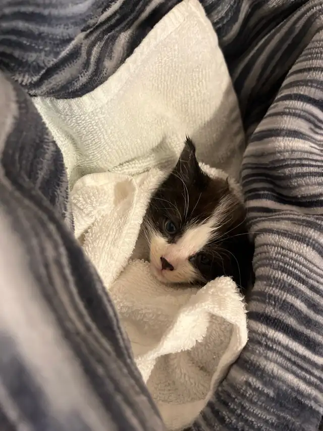 Kitten baby 1 month, female