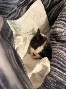 Kitten baby 1 month, female