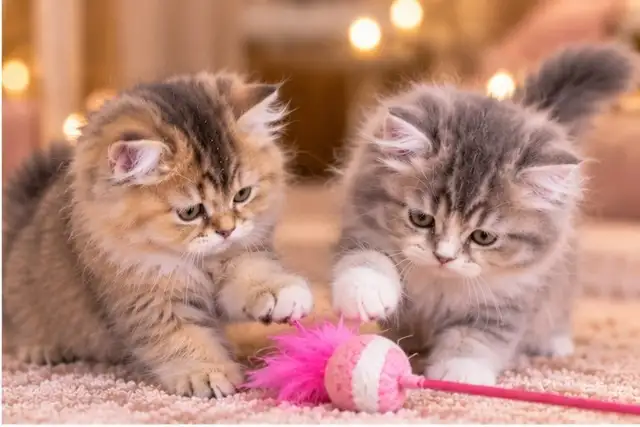 Purebred British Longhair Kitten