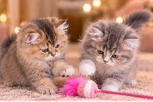 Purebred British Longhair Kitten