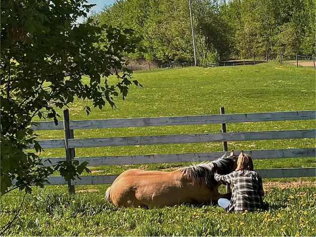 ISO Young Horse(s) for cheap