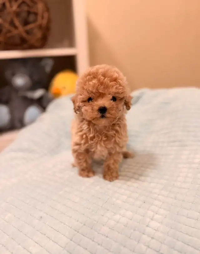 Tiny Bichonpoo puppies