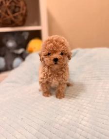Tiny Bichonpoo puppies