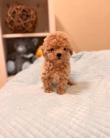 Tiny Bichonpoo puppies - Photo 2