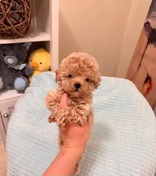 Tiny Bichonpoo puppies - Photo 3