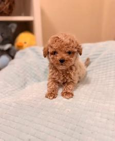 Tiny Bichonpoo puppies - Photo 4