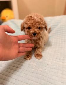 Tiny Bichonpoo puppies - Photo 5