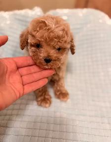 Tiny Bichonpoo puppies - Photo 6