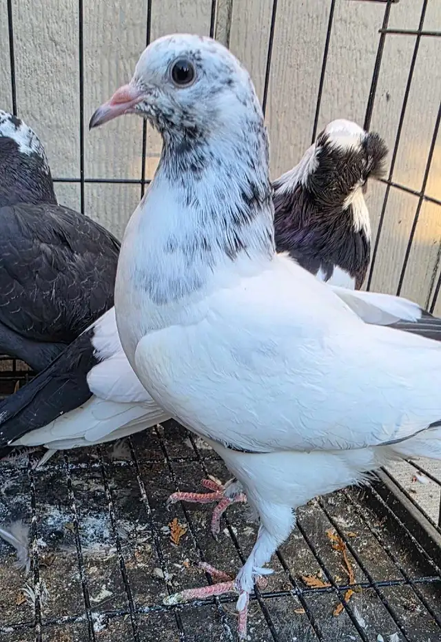 young pigeon for sale