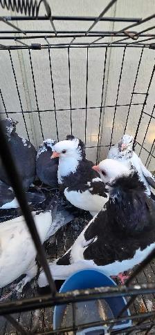 young pigeon for sale - Photo 2