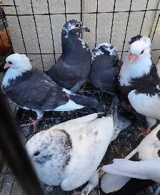 young pigeon for sale - Photo 3