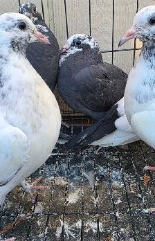 young pigeon for sale - Photo 4