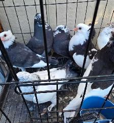 young pigeon for sale - Photo 5