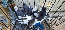 young pigeon for sale - Photo 6