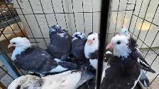 young pigeon for sale - Photo 7