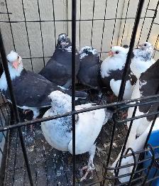 young pigeon for sale - Photo 8