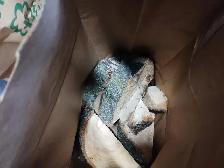 FIREWOOD -FREE