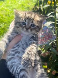 Beautiful Fluffy Kittens! Ready Now! - Photo 2