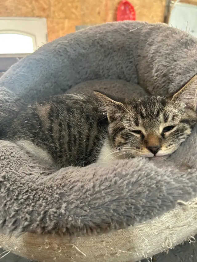 Adorable Kittens