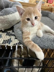 Adorable Kittens - Photo 3