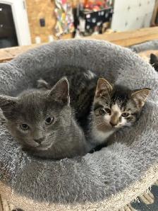 Adorable Kittens - Photo 4