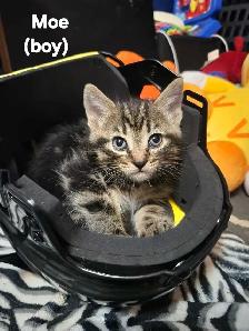 beautiful kittens