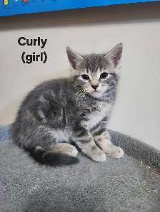 beautiful kittens - Photo 3