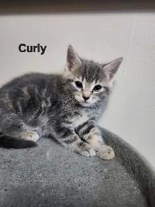 beautiful kittens - Photo 4