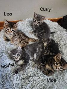 beautiful kittens - Photo 5