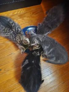 beautiful kittens - Photo 6