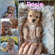 ADORABLE POMCHI PUPPIES - Photo 2