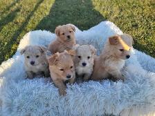 ADORABLE POMCHI PUPPIES