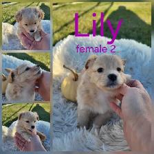 ADORABLE POMCHI PUPPIES - Photo 3