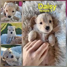 ADORABLE POMCHI PUPPIES - Photo 4
