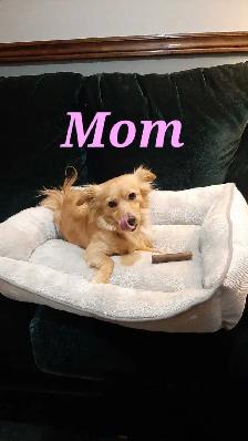 ADORABLE POMCHI PUPPIES - Photo 7
