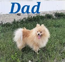 ADORABLE POMCHI PUPPIES - Photo 8