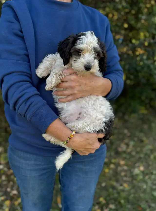 Poodle|/Shih Tzu puppies