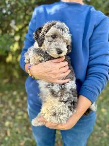 Poodle|/Shih Tzu puppies - Photo 2