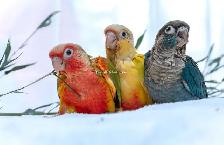 ⭐️ ⭐️ Sweet baby Conures ❤️ ❤️ cage & food ⭐️ ⭐️ - Photo 6