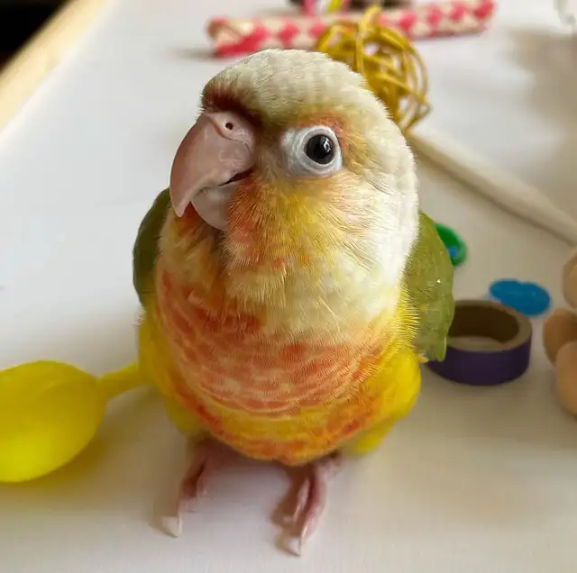 ⭐️ ⭐️ Sweet baby Conures ❤️ ❤️ cage & food ⭐️ ⭐️