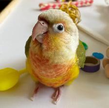 ⭐️ ⭐️ Sweet baby Conures ❤️ ❤️ cage & food ⭐️ ⭐️