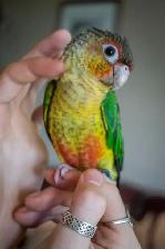 ⭐️ ⭐️ Sweet baby Conures ❤️ ❤️ cage & food ⭐️ ⭐️ - Photo 2