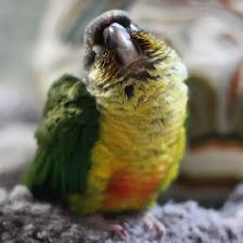 ⭐️ ⭐️ Sweet baby Conures ❤️ ❤️ cage & food ⭐️ ⭐️ - Photo 3