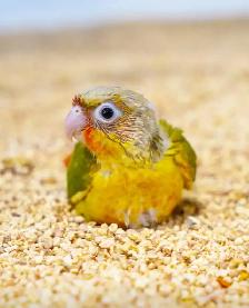 ⭐️ ⭐️ Sweet baby Conures ❤️ ❤️ cage & food ⭐️ ⭐️ - Photo 6