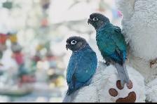 ⭐️ ⭐️  Baby Conures  ❤️ with Cage  & food ⭐️ ⭐️ - Photo 5
